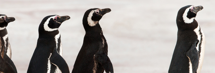 Leadership photo for detail page, showing walking penguins with the front one ahead of the others
